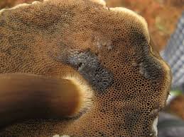 Attēlu rezultāti vaicājumam “Porphyrellus porphyrosporus”