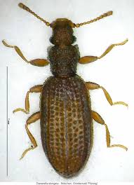 Attēlu rezultāti vaicājumam “Dienerella elongata”