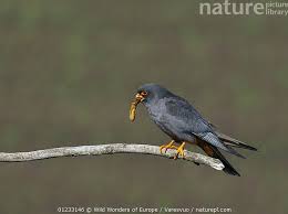 Attēlu rezultāti vaicājumam “Falco vespertinus”