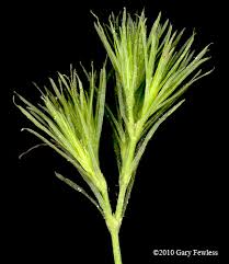 Attēlu rezultāti vaicājumam “Najas flexilis”