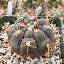 Image result for Gymnocalycium