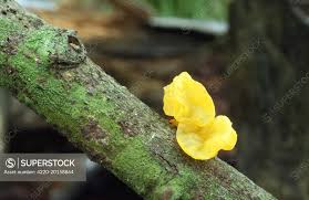 Attēlu rezultāti vaicājumam “Tremella mesenterica”