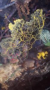 Attēlu rezultāti vaicājumam “Physarum flavidum”