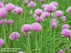 Thomas Schoepke Plant Image Gallery - Alliaceae