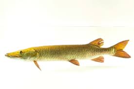 Image result for Esox masquinongy