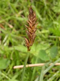 Attēlu rezultāti vaicājumam “Blysmus compressus fruit”