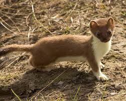 Attēlu rezultāti vaicājumam “Mustela erminea”