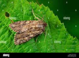 Attēlu rezultāti vaicājumam “Apamea sordens”