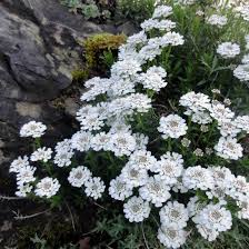 Image result for Schleifenblume