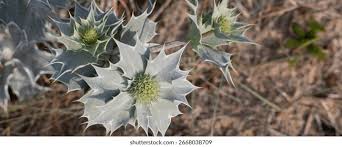 Attēlu rezultāti vaicājumam “Eryngium maritimum leaf”