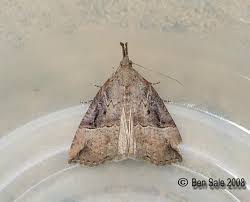 Attēlu rezultāti vaicājumam “Hypena rostralis”