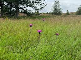 Attēlu rezultāti vaicājumam “Cirsium heterophyllum flower”