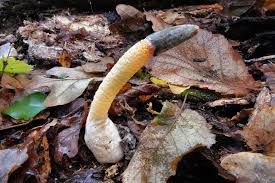 Attēlu rezultāti vaicājumam “Mutinus caninus”