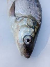 Image result for Coregonus lavaretus