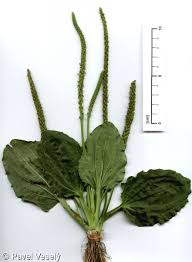 Attēlu rezultāti vaicājumam “Plantago major”