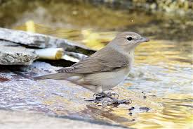 Attēlu rezultāti vaicājumam “Sylvia borin adult”