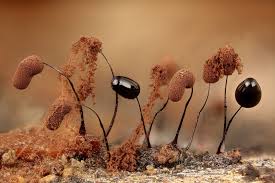 Attēlu rezultāti vaicājumam “Comatricha alta spores”