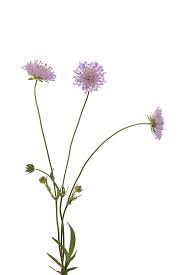 Attēlu rezultāti vaicājumam “Knautia arvensis bud”