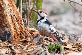Attēlu rezultāti vaicājumam “Dendrocopos leucotos male”