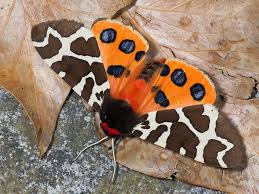 Attēlu rezultāti vaicājumam “Epinotia sordidana”