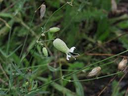 Attēlu rezultāti vaicājumam “Silene vulgaris leaf”