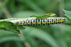 Attēlu rezultāti vaicājumam “Cucullia lucifuga larva”