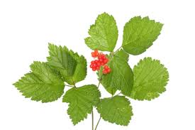 Attēlu rezultāti vaicājumam “Rubus saxatilis fruit”