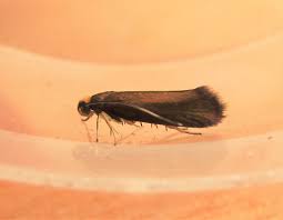 Attēlu rezultāti vaicājumam “Roeslerstammia erxlebella”