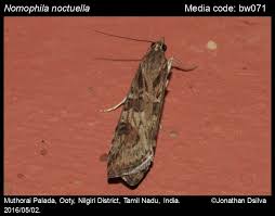 Attēlu rezultāti vaicājumam “Nomophila noctuella”