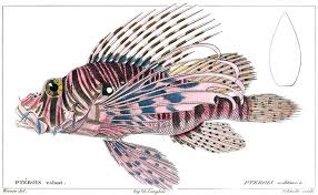 Image result for Pterois volitans