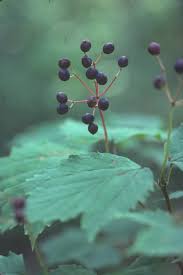 Attēlu rezultāti vaicājumam “Chenopodium acerifolium leaf”