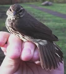 Image result for Seiurus noveboracensis