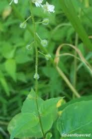 Attēlu rezultāti vaicājumam “Circaea lutetiana flower”