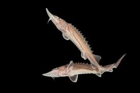 Image result for Acipenser transmontanus