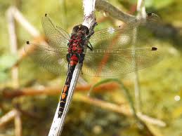 Attēlu rezultāti vaicājumam “Leucorrhinia dubia male”