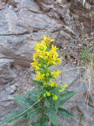Attēlu rezultāti vaicājumam “Solidago virgaurea flower”