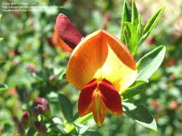 Attēlu rezultāti vaicājumam “Cytisus scoparius leaf”