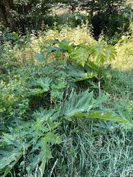 Attēlu rezultāti vaicājumam “Heracleum sphondylium subsp. sibiricum leaf”