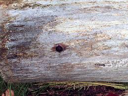 Attēlu rezultāti vaicājumam “Symphytocarpus flaccidus”