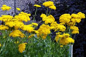Image result for Achillea filipendulina