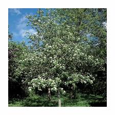 Attēlu rezultāti vaicājumam “Crataegus laevigata”