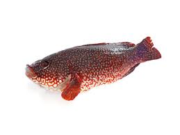 Image result for Labrus bergylta