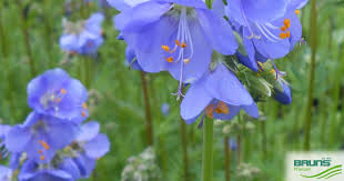 Attēlu rezultāti vaicājumam “Polemonium caeruleum”