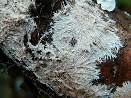 Attēlu rezultāti vaicājumam “Steccherinum fimbriatum”