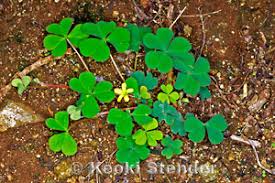 Attēlu rezultāti vaicājumam “Oxalidaceae”