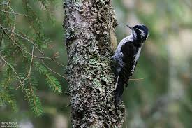Attēlu rezultāti vaicājumam “Picoides tridactylus adult”