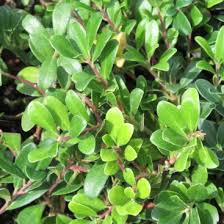 Attēlu rezultāti vaicājumam “Arctostaphylos uva-ursi”