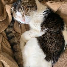 猫次郎에 대한 이미지 검색결과