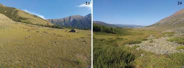 Attēlu rezultāti vaicājumam “Gelechia jakovlevi”