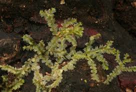 Attēlu rezultāti vaicājumam “Lophocolea bidentata”